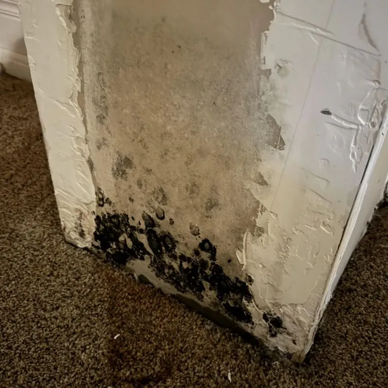 Professional Mold Removal in Tremonton, UT